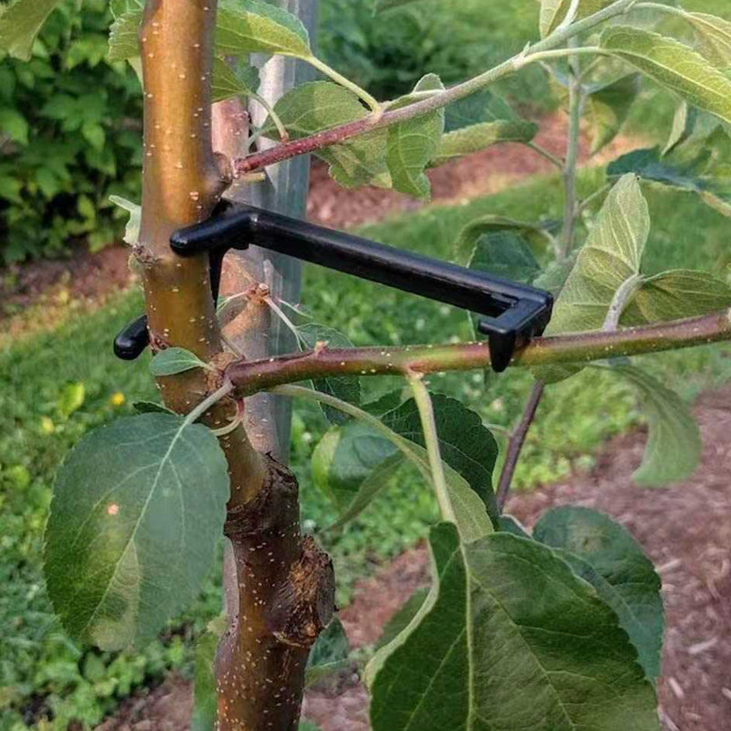 Meyve Ağacı Dalı Çektirme Bitk - Fruit Roll Up incelemesi ve fiyatı